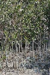 Al Ruwais - mangrove boompjes langs de kust