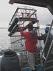 Gans baai - de duikkooi wordt in het water geschoven