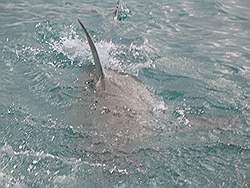 Haaien - de eerste haai