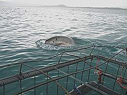 Haaien - spectaculair