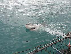 Haaien - spectaculair