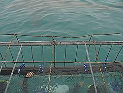 Haaien - de laatste mensen in de kooi; daarna via Dyer Island naar de haven