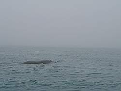 Haaien - op weg naar Dyer Island komen we deze walvis tegen