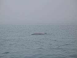 Haaien - op weg naar Dyer Island komen we deze walvis tegen