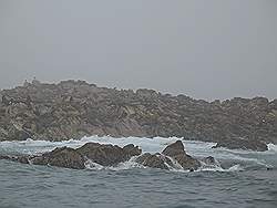 Haaien - de zeehonden op Dyer Island