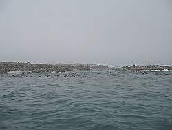 Haaien - de zeehonden op Dyer Island