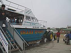 Haaien - terug in de haven bij Gans Baai