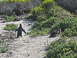 Simon's Town - pinguïn kolonie