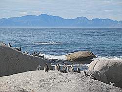 Simon's Town - pinguïn kolonie