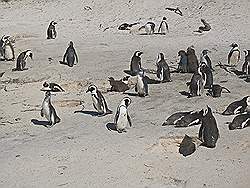 Simon's Town - pinguïn kolonie