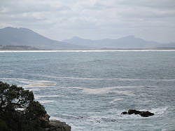 Hermanus