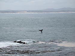 Hermanus - walvis voor de kust met zijn staart boven water