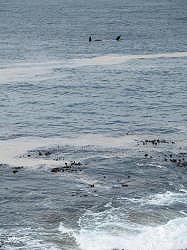 Hermanus - walvis voor de kust