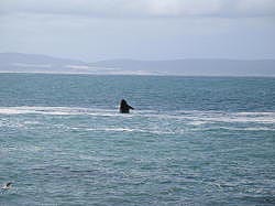 Hermanus - nog een springende walvis