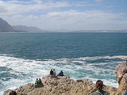 Hermanus - veel walvisspotters