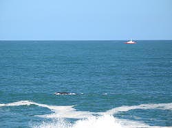 Hermanus - twee walvissen voor de kust