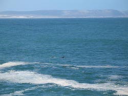 Hermanus - twee walvissen voor de kust