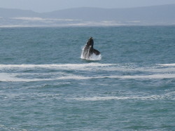 Hermanus - springende walvis (een beetje ingezoomd)