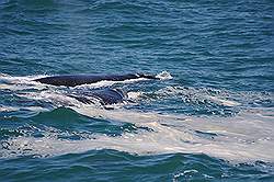 Hermanus - walvissen vlak voor de kust