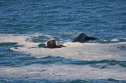 Hermanus - walvissen vlak voor de kust