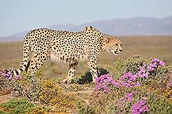 Safari - Cheeta