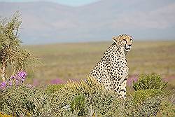 Safari - Cheeta