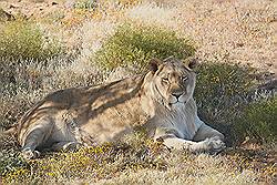 Safari - Leeuwin