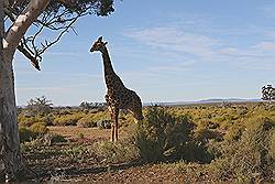Safari - giraf