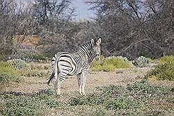 Safari - zebra