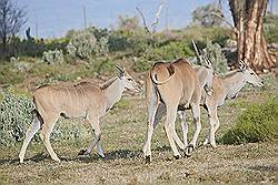 Safari - common eland