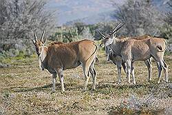 Safari - common eland