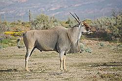Safari - common eland; mannetje