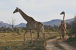 Safari - giraffen