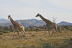 Safari - giraffen