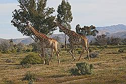 Safari - giraffen