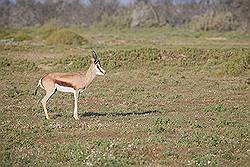 Safari - springbok