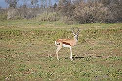 Safari - springbok