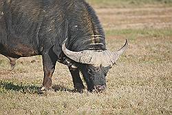 Safari - buffel