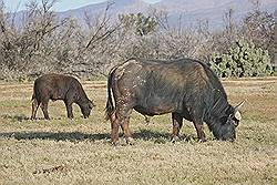 Safari - buffels