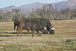 Safari - buffels