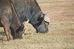 Safari - buffels