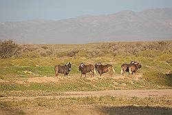 Safari - wildebeest of gnoe