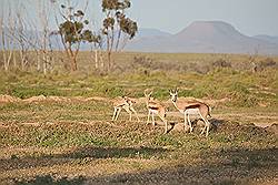 Safari - impala of rooibok