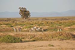 Safari - impala of rooibok