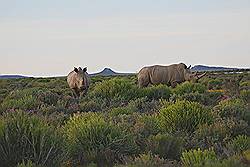 Safari - witte neushoorn