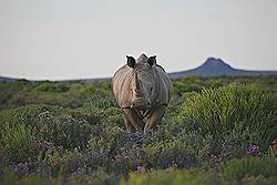 Safari - witte neushoorn