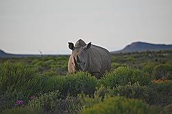 Safari - witte neushoorn