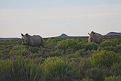 Safari - witte neushoorn