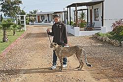 Safari - 's morgens worden de tamme Cheeta's uitgelaten