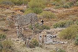 Safari - Cheeta's; ze zijn een beetje lui vanmorgen - het is geen etenstijd